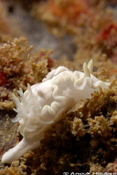 Glossodoris pallida. Picture taken on the second reef off... by Anouk Houben 